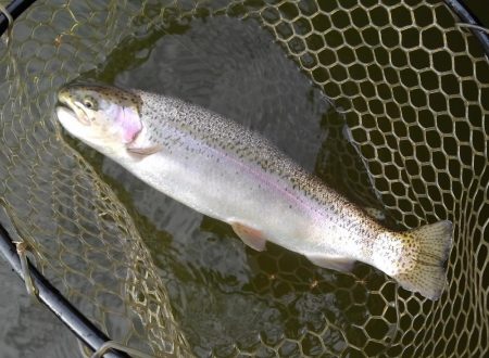 大安トラウトレイク 釣果